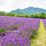 เที่ยวฮอกไกโด พักผ่อนที่ Highland Furano ท้องทุ่งลาเวนเดอร์