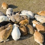 เที่ยวญี่ปุ่น ไปดูเกาะกระต่ายที่ Okunoshima จ.ฮิโรชิม่ากัน!