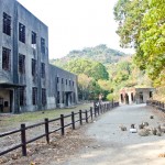 เที่ยวญี่ปุ่น ไปดูเกาะกระต่ายที่ Okunoshima จ.ฮิโรชิม่ากัน!