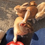 เที่ยวญี่ปุ่น ไปดูเกาะกระต่ายที่ Okunoshima จ.ฮิโรชิม่ากัน!