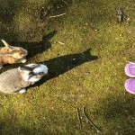 เที่ยวญี่ปุ่น ไปดูเกาะกระต่ายที่ Okunoshima จ.ฮิโรชิม่ากัน!