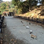 เที่ยวญี่ปุ่น ไปดูเกาะกระต่ายที่ Okunoshima จ.ฮิโรชิม่ากัน!