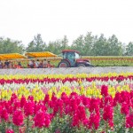 สวน Shikisai-no-Oka จุดแวะสำคัญของเส้นทางปั่นจักรยานเที่ยวฮอกไกโด Panorama Road ที่ Biei