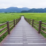 ดื่มด่ำกับธรรมชาติที่ Suncheonman Bay Ecological Park (구, 순천만자연생태공원)