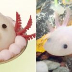 Axolotl sweets from Niche animals x Patisserie Swallowtail