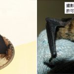 Japanese short-tailed bat sweets from Niche animals x Patisserie Swallowtail