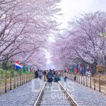 https://www.dplusguide.com/wp-content/uploads/2018/03/Gyeonghwa-Station-sakura.jpg