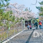 https://www.dplusguide.com/wp-content/uploads/2018/03/Jehwangsan-Park-Jinhae.jpg