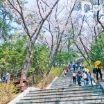 https://www.dplusguide.com/wp-content/uploads/2018/03/Jehwangsan-Park-Jinhae1.jpg