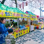 https://www.dplusguide.com/wp-content/uploads/2018/03/Jinhae-sakura-Festival.jpg