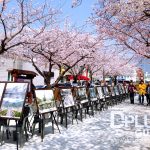 https://www.dplusguide.com/wp-content/uploads/2018/03/Sakura-jinhae.jpg