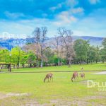 Nara-park